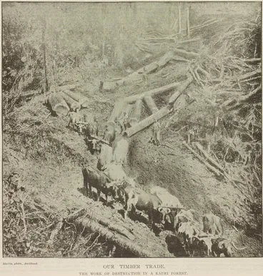 Image: Our timber trade, the work of destruction in a Kauri forest
