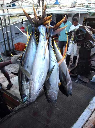 Yellow-fin tuna Image: Yellow-fin tuna
