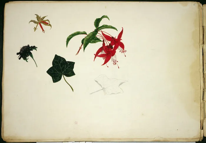 Backhouse, John Philemon 1845-1908 :[Botanical studies. ca 1871].