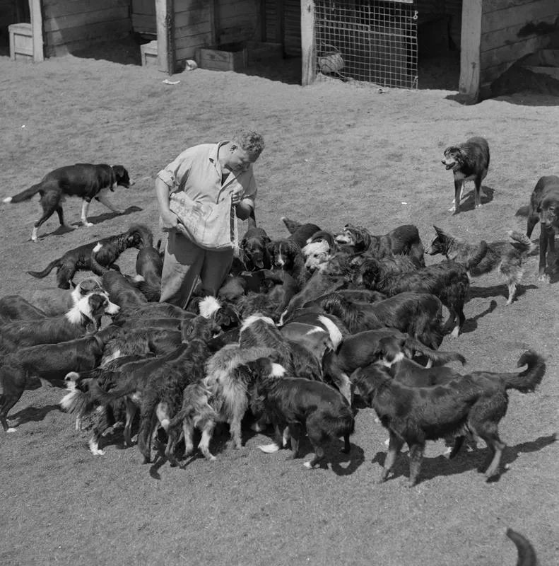 W & R Fletcher NZ Ltd, Vic Cook and Dogs