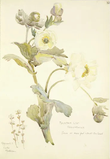 Image: [Holdsworth, Alice Mabel], 1878-1963 :Mountain Lily; Ranunculus, approach to Lake Matheson. [1936-1937]