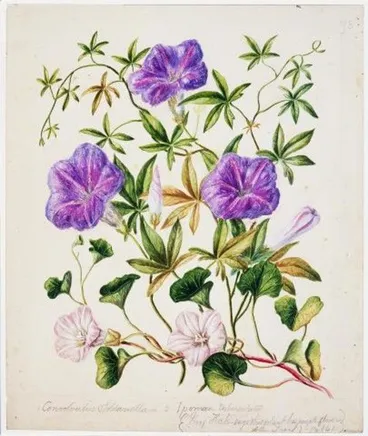 Image: Ipomoea cairica/ Calystegia soldanella