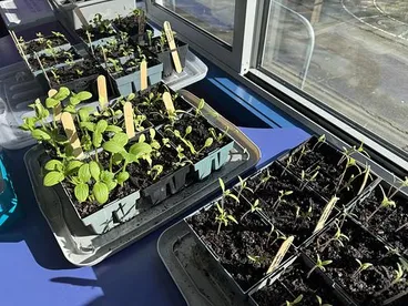 Image: Our seeds have germinated!