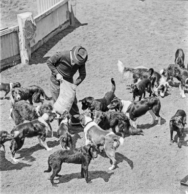 Image: W & R Fletcher NZ Ltd, Dogs and man