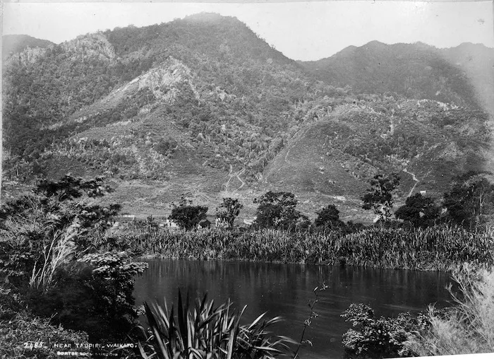 Burton Brothers : Flax and bush alongside the Waikato River, Taupiri district