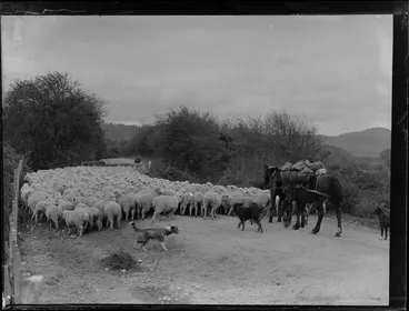 Image: Flock of sheep being driven on rural road, including drover, horses, and sheepdogs, location unknown