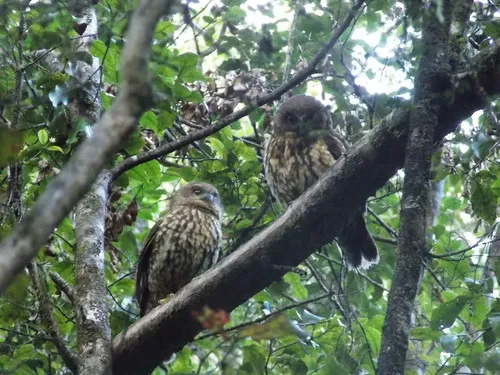 Morepork