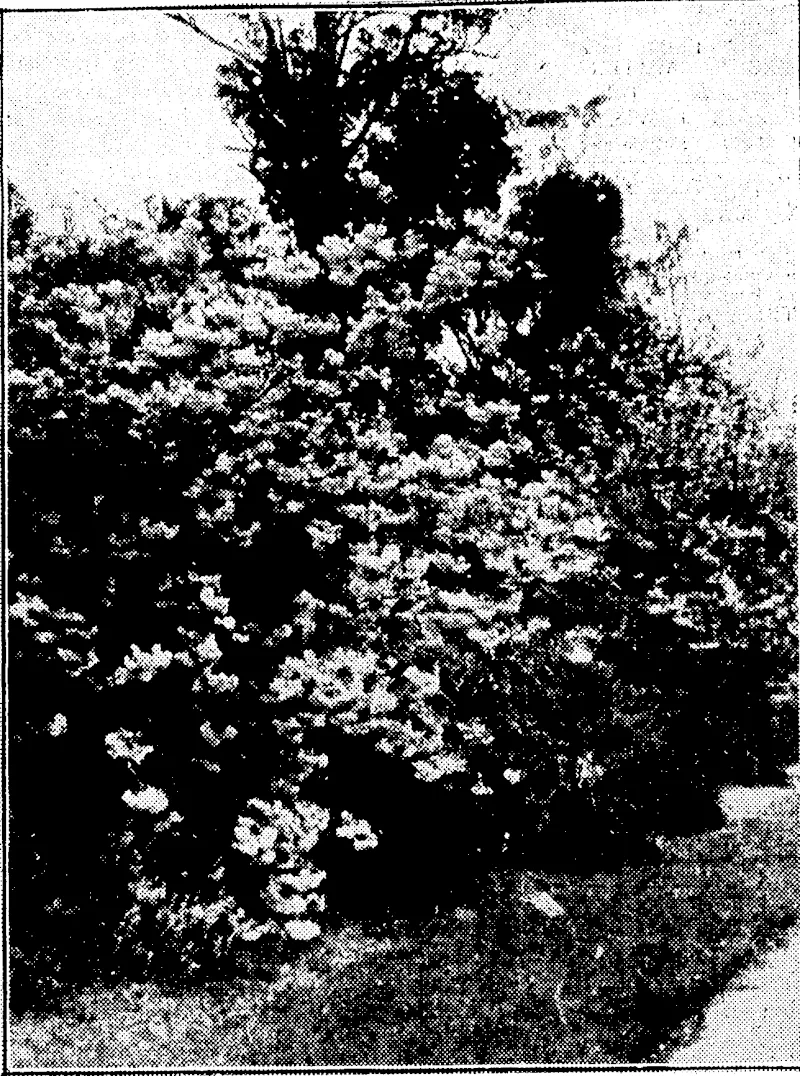 Evening Post" Photo. "STARS IN EARTH'S FIRMAMENT."—One of the Japanese flowering cherries which-are now showing a profusion of blooms on The Esplanade, Palmerston North. People from all parts of the North Island make an annual pilgrimage to see these trees ivhen they are in bloom. (Evening Post, 11 October 1933)