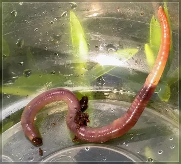 Earthworms and allies Image: Earthworms and allies