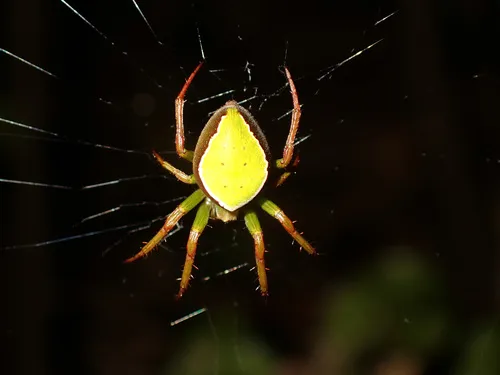 Colaranea viriditas