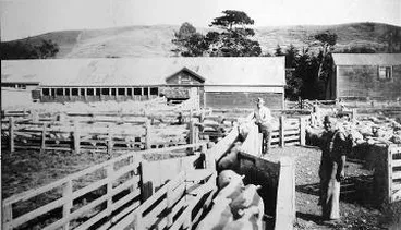 Image: Charles Cameron drafting sheep