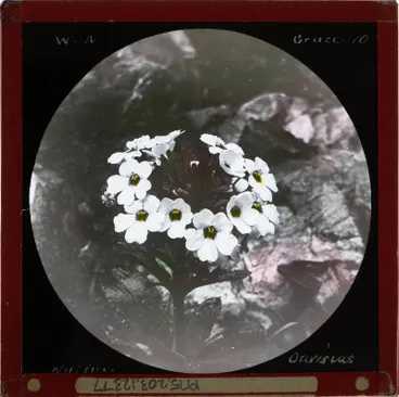 Image: Lantern Slide: native ourisia