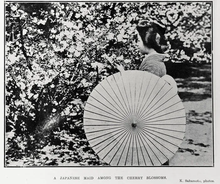 A Japanese Maid Among The Cherry Blossoms