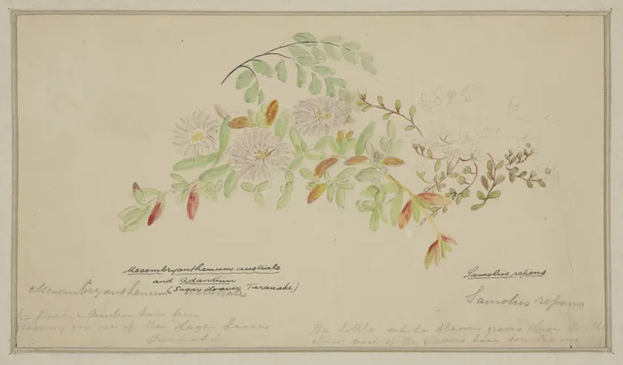 Harris, Emily Cumming, 1837-1925: Mesembryanthemum australe and Adantium (Sugar Loaves, Taranaki). Samolus repens. [ca 1860]