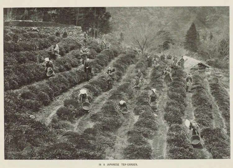 In a Japanese tea-garden