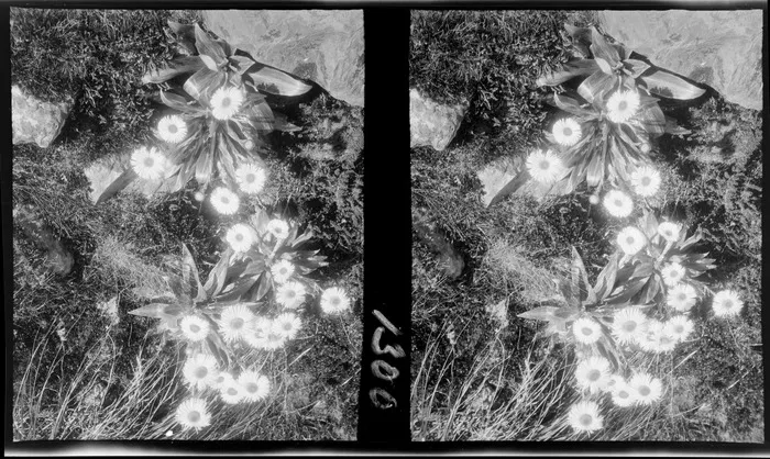 Alpine plants, mountain daisy, Celmisia species, amongst rock at an unknown location, [Southland Region?], South Island