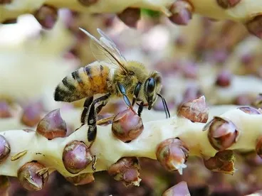 Image: Western Honey Bee