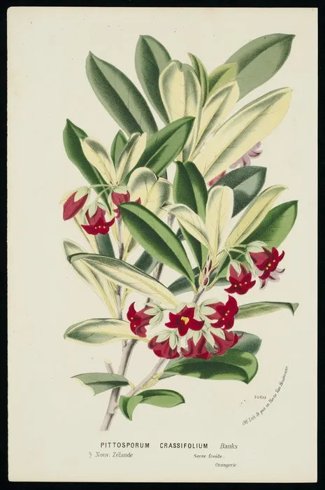 Artist unknown :Pittosporum crassifolium. Banks. Off. Lith. & pict. in Horto Van Houtteano. Nouv. Zelande, serre froide, orangerie. 1060 [1850-1860s?]