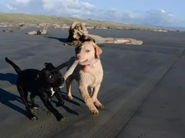 Image: Travis and Lola