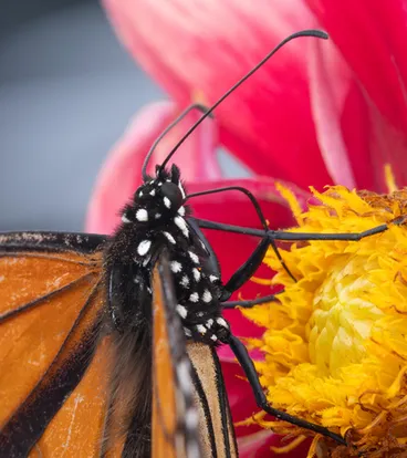 Image: Monarch