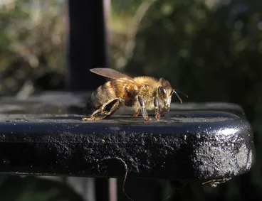 Image: Western Honey Bee