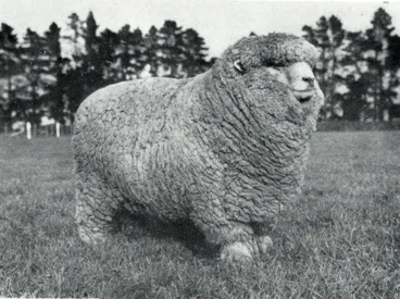 Image: 1950 L138 a Corriedale one-shear ram exported to Uruguay