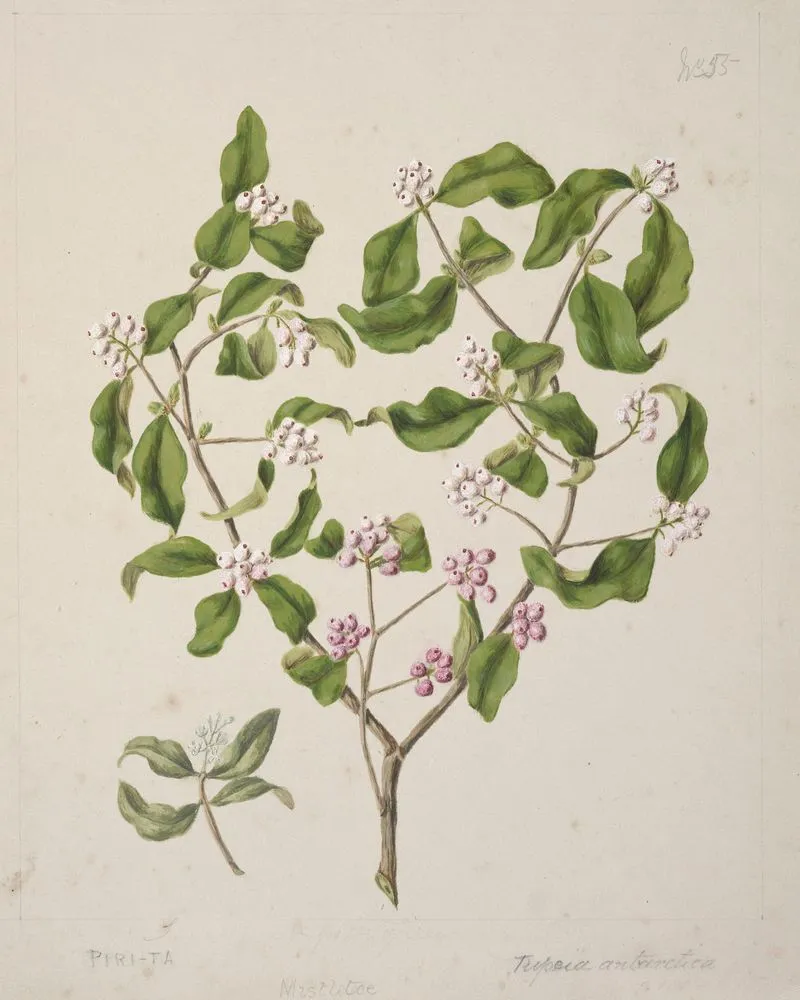 [Piri-ta; Tupeia antarctica]