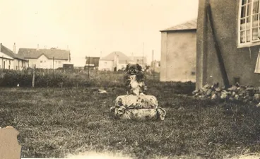 Image: Dog in the backyard.