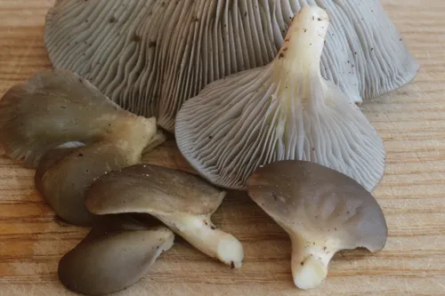 Pleurotus purpureo-olivaceus
