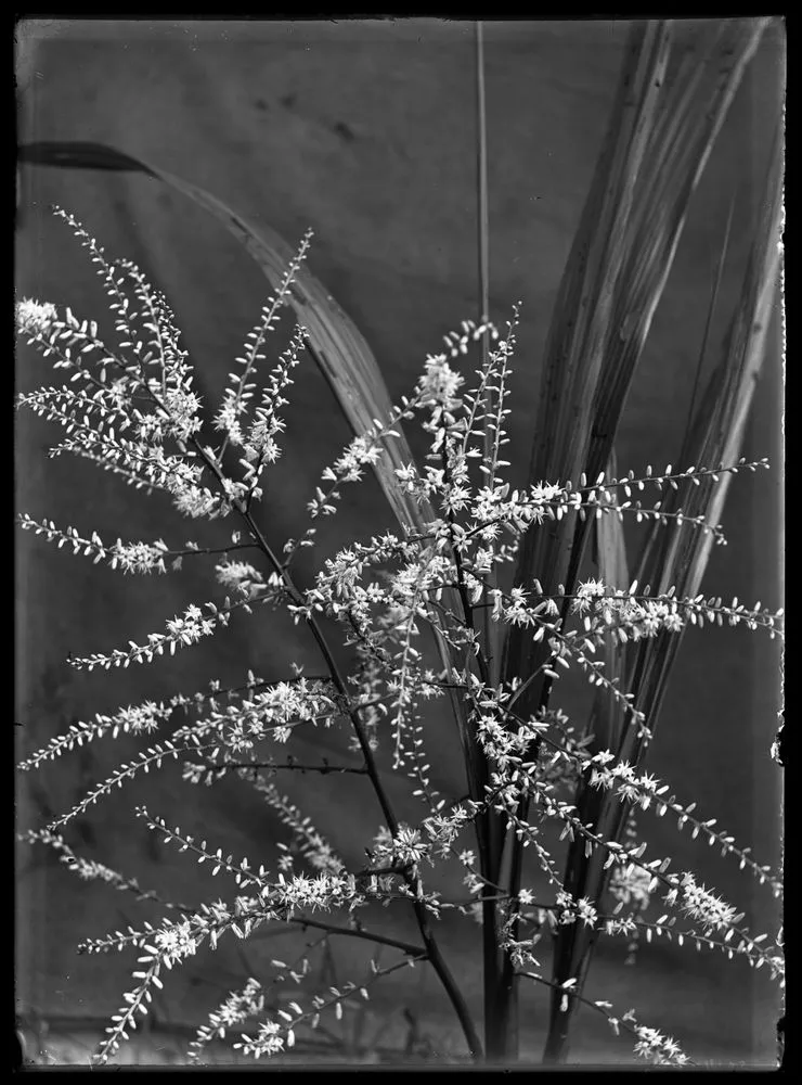 Nature Studies - 1929