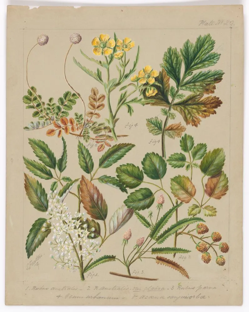 [Rubus australis; R.australis - globra; R.parva; Genn urbanum; Acaena sanguisorboe]