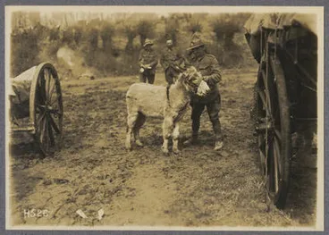 Image: 'Moses', an Egyptian donkey, the mascot of a New Zealand Army Service Company.