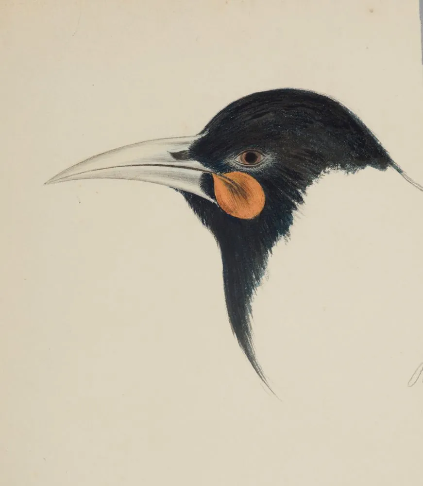 Huia bird (head)