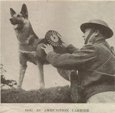 Image: Dog as ammunition carrier