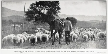 Image: Spring-time in New Zealand: a North Island droving scene on the road between Whatawhata and Raglan