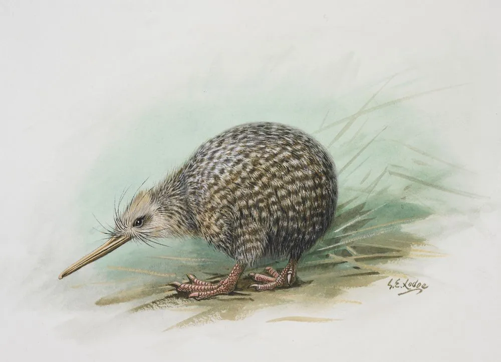 Little spotted Kiwi