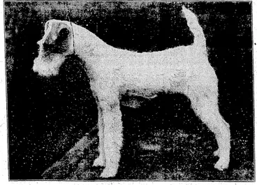 Image: BIG, PRICE FOR A PUPPY Mr. J. Corbett Pickering's wire-haired fox terrier puppy, bitch,' Gains Great Surprise; first prize at the Bristol Kennel Association's' open championship1 Dog Show, was purchased by Mr. Calvert Butler for £1000, which is believed to. be a record price. •• (Evening Post, 15 January 1927)