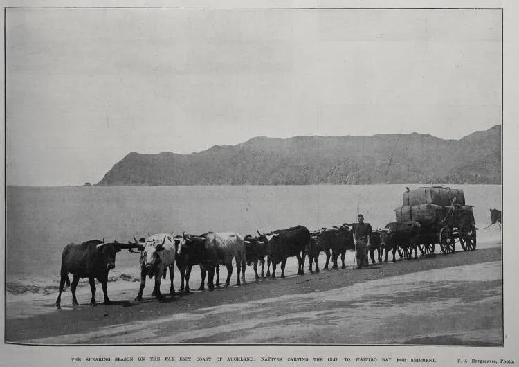 The Shearing Season On The Far East Coast Of Auckland