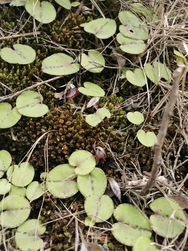 Silver-back Spider-Orchid