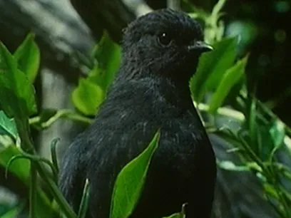 The Black Robin - A Chatham Island Story
