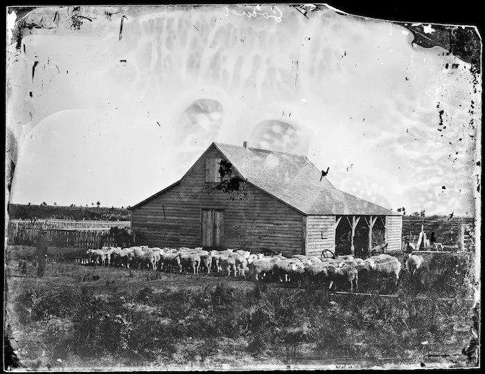 Farm building, and sheep alongside, Rangitikei district