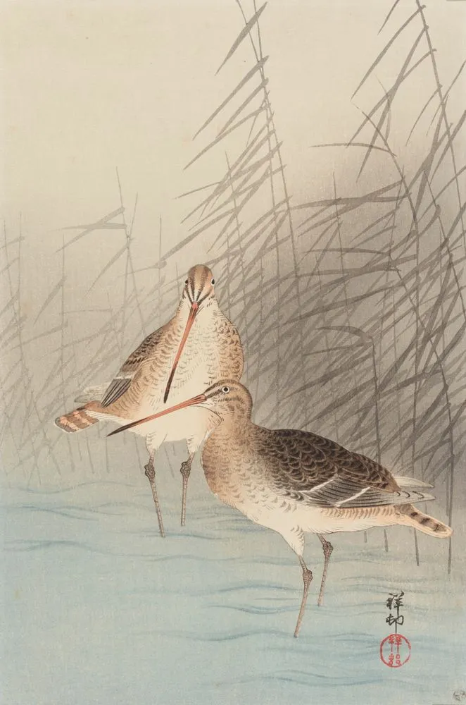 Two bar-tailed godwits.