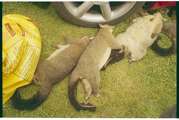 New Zealand (Manawatu-Whanganui)