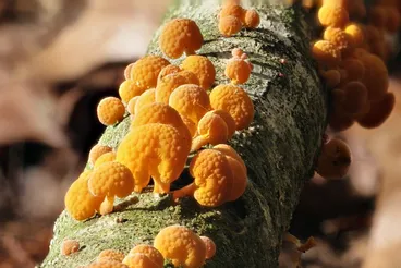 Orange Pore Fungus - Favolaschia calocera Image: Orange Pore Fungus - Favolaschia calocera
