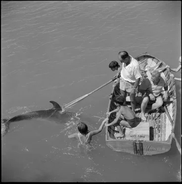 Image: Opo the dolphin, Opononi