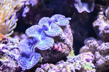 Image: Small Giant Clam