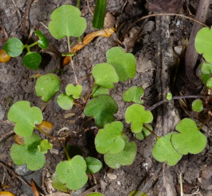Muehlenbeckia complexa (A.Cunn.) Meisn. - Pōhue, Pōhuehue, Pōpōhue, scrub pohuehue, Small-leaved pohuehue, Tororaro, waekāhu, Wire vine