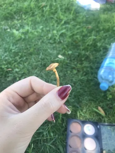 Image: gilled mushrooms