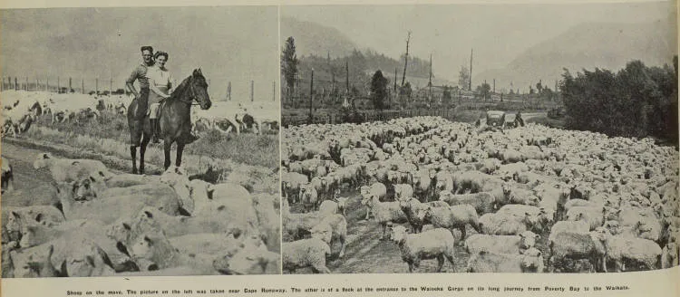 Sheep on the move on the East Coast