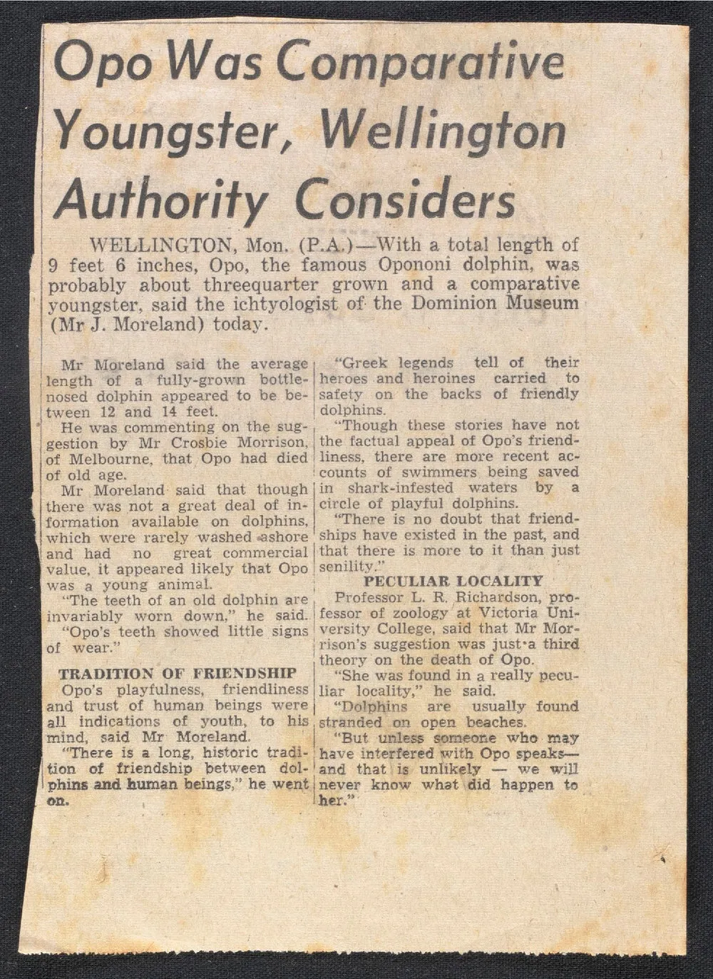 Opo was comparative youngster, Wellington authority considers